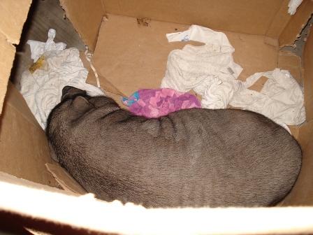 izzy-box2