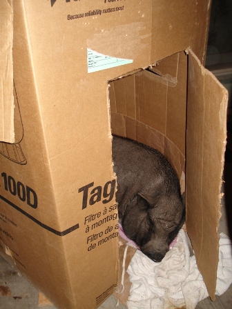 izzy-box3