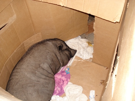 izzy-box4