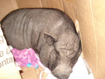 izzy-box5