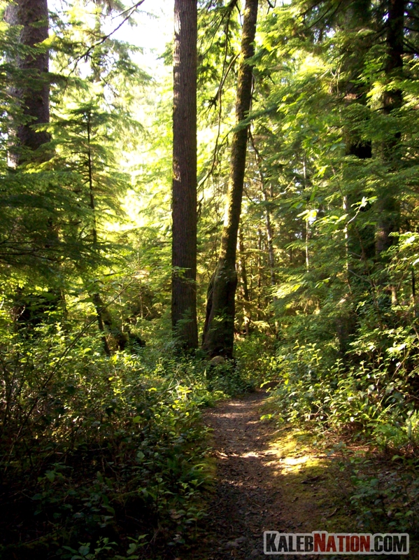 Forks Washington Forest
