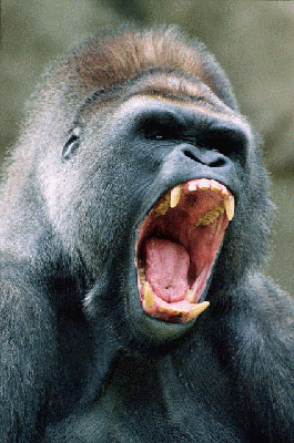 gorilla